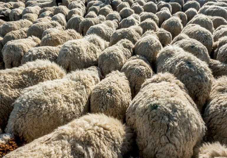 La Contribution de L'économie Circulaire à L'agriculture - De La Laine de Mouton au Sol